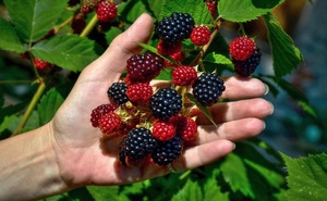 大山深处的健康纯正的黑红树莓